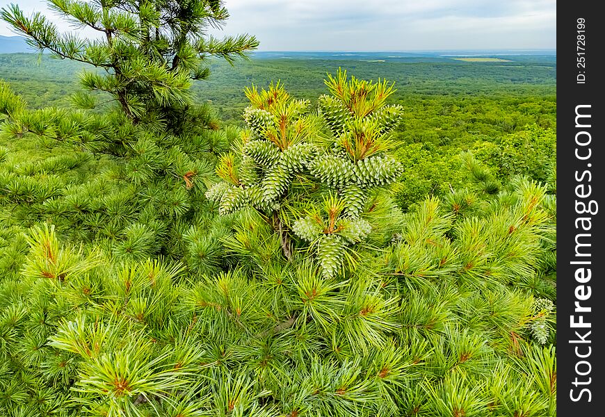 Cedar with green cones on the branches. Nature protection zone near Khabarovsk in the Khekhtsir Nature Reserve. The Snake Hill is