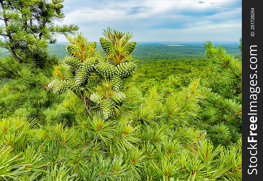 Cedar with green cones on the branches. Nature protection zone near Khabarovsk in the Khekhtsir Nature Reserve. The Snake Hill is a favorite place for tourists to take pictures. The photo was taken from a drone.