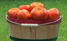 Red Ripe Tomatoes In Basket Stock Photo