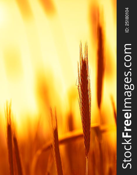 Background Of Wheat