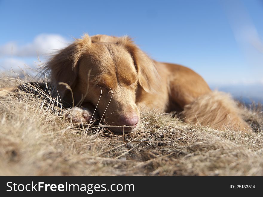 Sleeping NOVA SCOTIA RETRIEVER on a trek