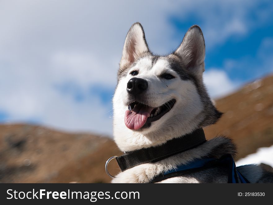 Laughing of the siberian husky dog. Laughing of the siberian husky dog