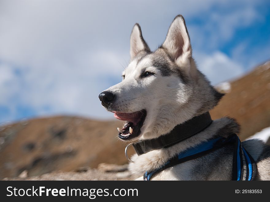 Be yawning of the siberian husky dog. Be yawning of the siberian husky dog
