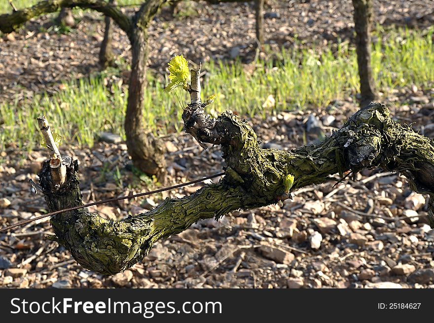 Grapevine with fresh green sprigs and leafs in the foreground. Grapevine with fresh green sprigs and leafs in the foreground.