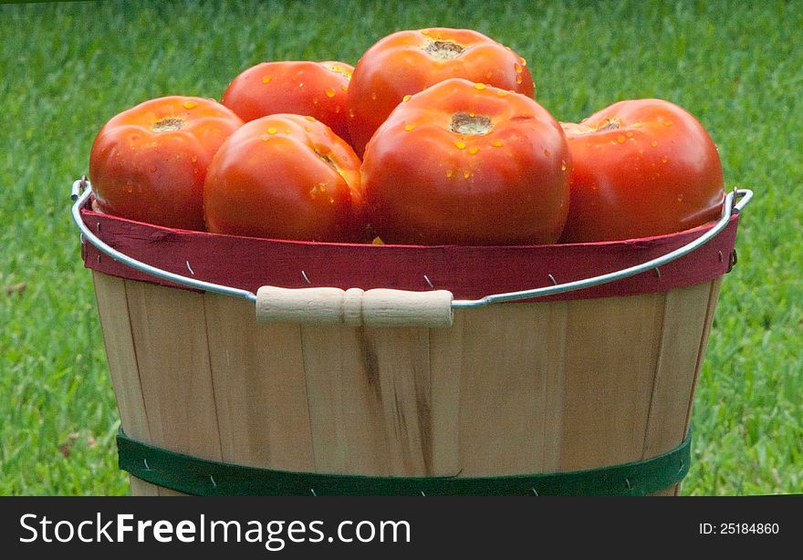 Red ripe summer tomatoes with moring dew in bushel basket. Red ripe summer tomatoes with moring dew in bushel basket.