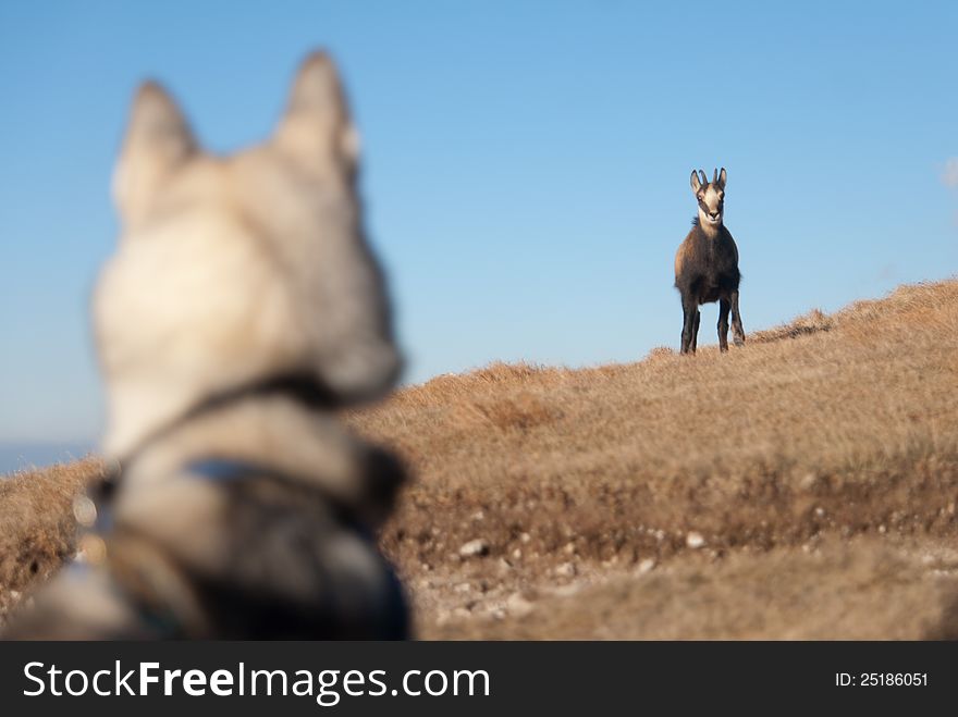 Siberian husky dog and the chamois. Chance meeting. Siberian husky dog and the chamois. Chance meeting