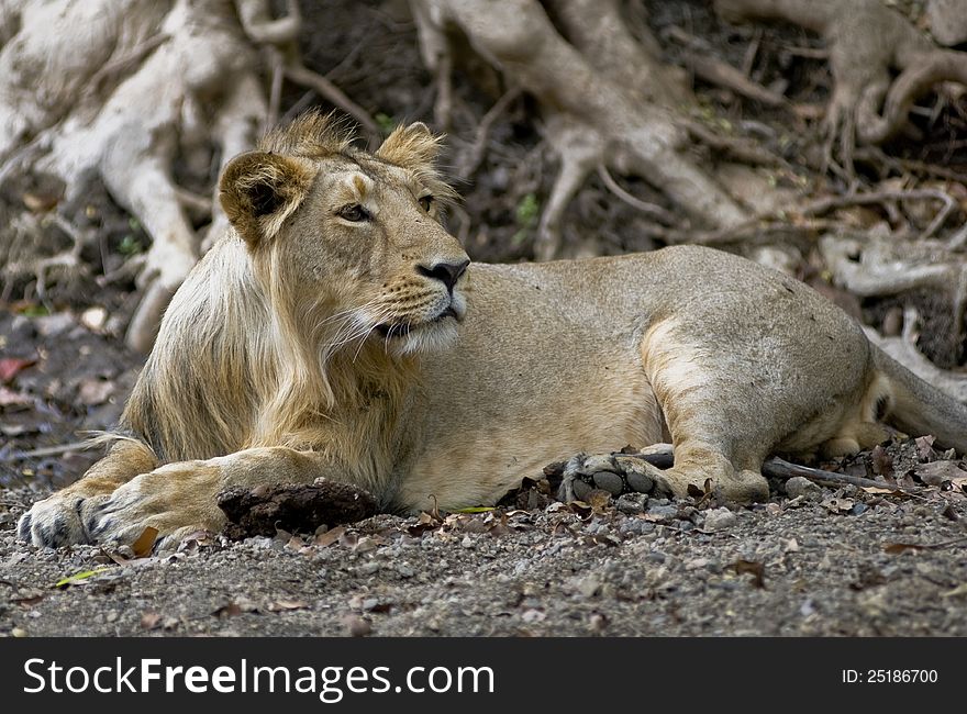 A male asiatic lion in it's habitat. A male asiatic lion in it's habitat.