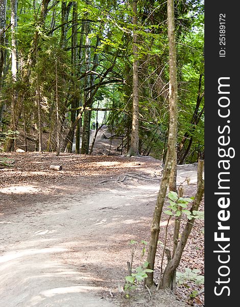 Pathway In National Park.