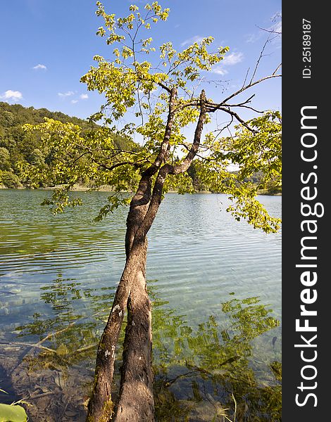 Clean Water - Plitvice Lakes, National UNESCO Park