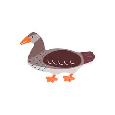 Cartoon Colorful Duck Isolated On White Background Stock Image