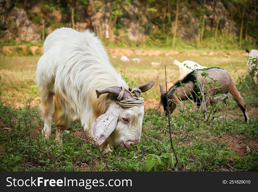 Mountain goats in Ninh Binh Vietnam