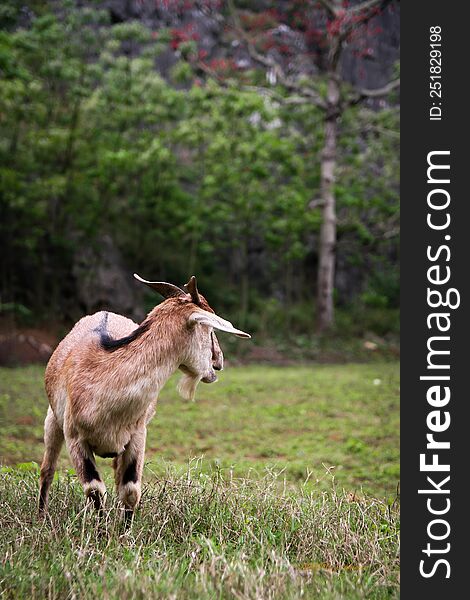 Mountain goats in Ninh Binh Vietnam