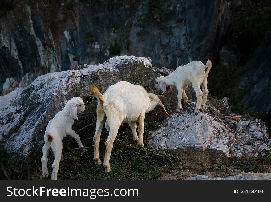 Mountain goats in Ninh Binh Vietnam