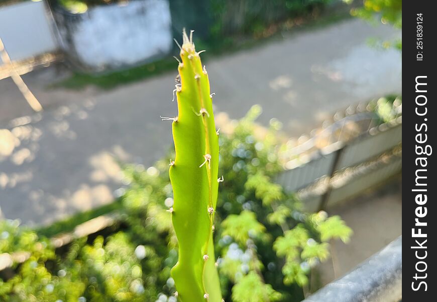 Plant Of Dragon Fruit Which Is Very Tasty