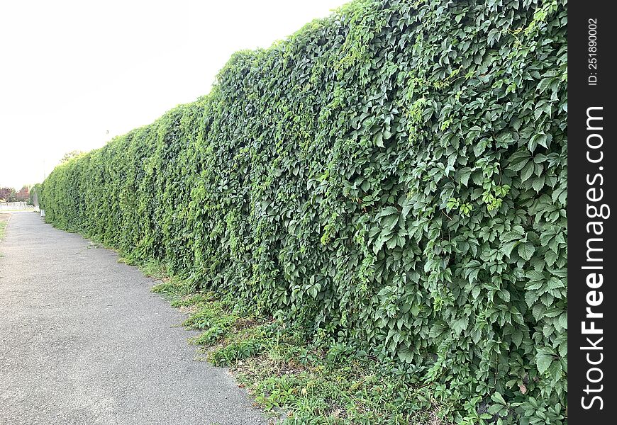 weaving plant forms a hedge. plush sprouts on the fence. growing thick plants