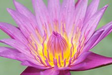 Water Lily Lotus Flower Royalty Free Stock Photography