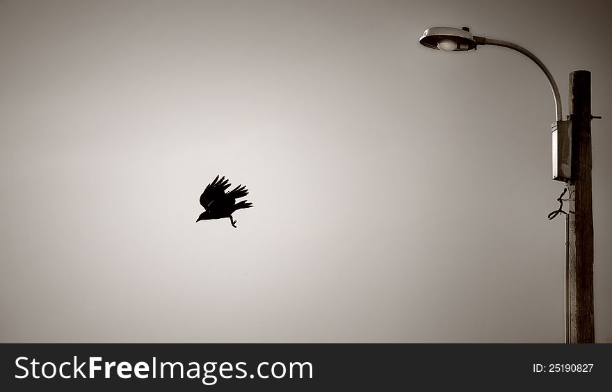 Crow Flies Away From Light Pole