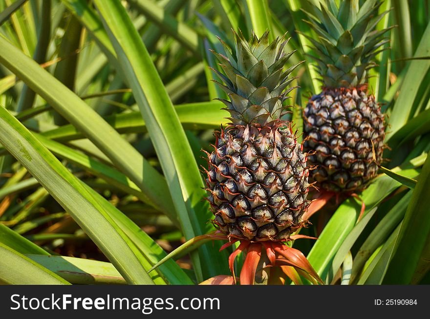 Fresh Pineapple in farm , Tropical fruits