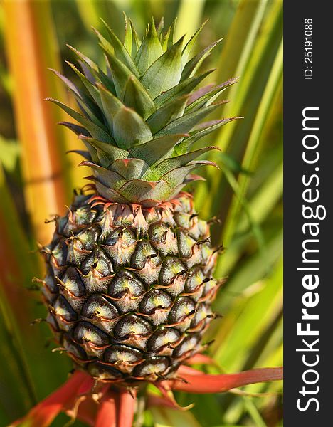 Fresh Pineapple in farm , Tropical fruits