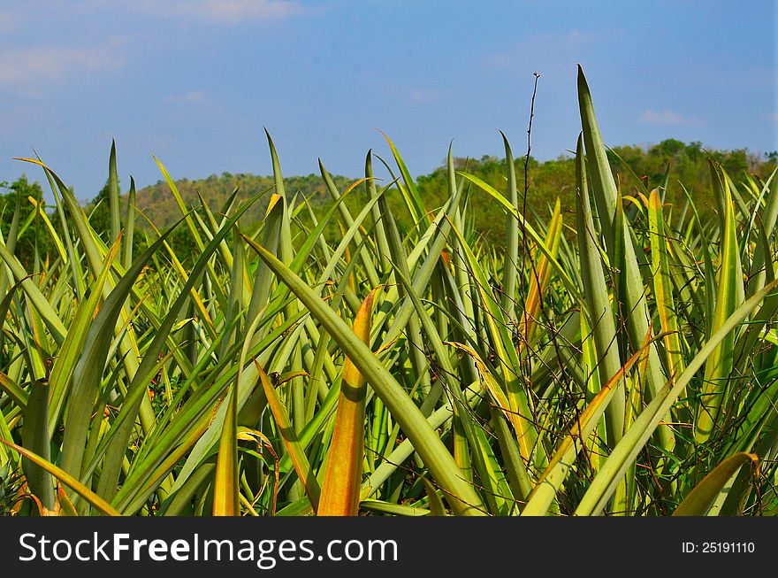 Pineapple farm , close up view