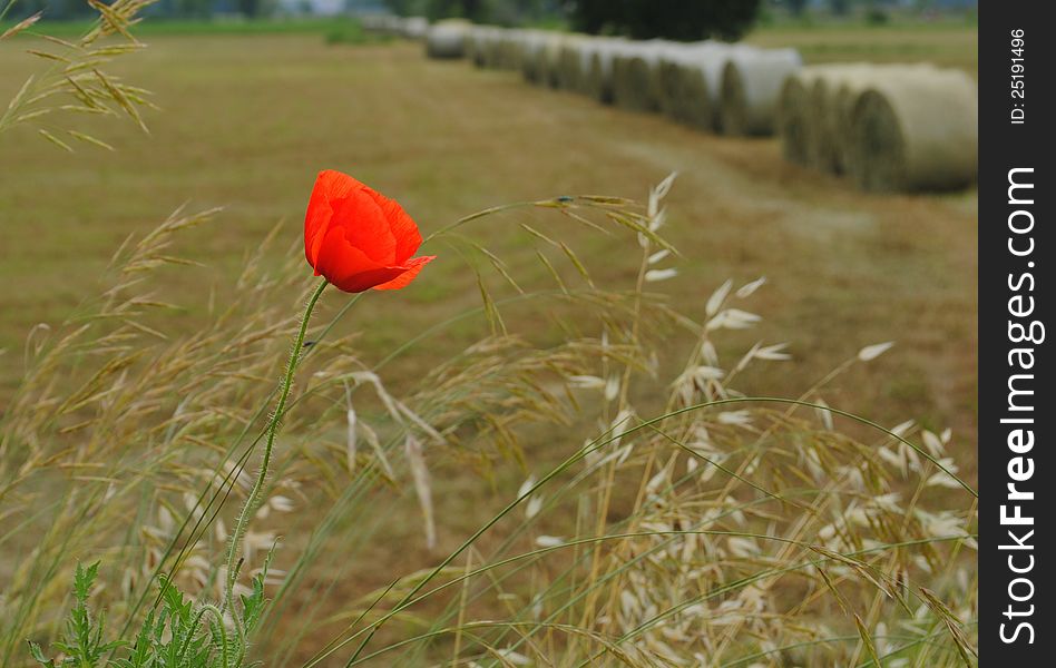 Red poppy with farmlands on background