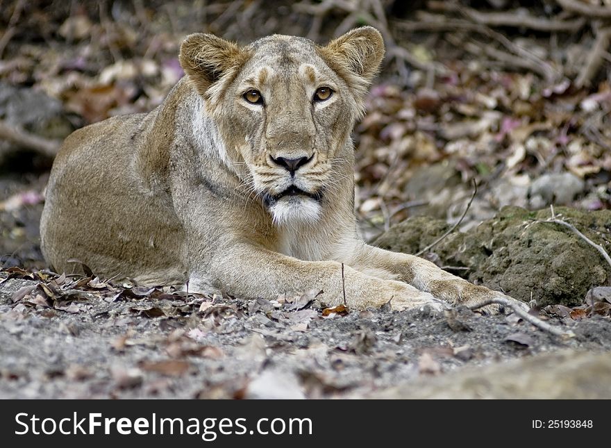 A female lioness shot in the Sasan gir national park of India. A female lioness shot in the Sasan gir national park of India
