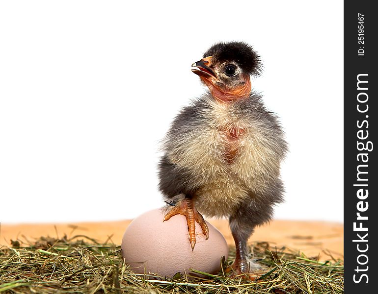 Little chicken and egg on a white background. Little chicken and egg on a white background.