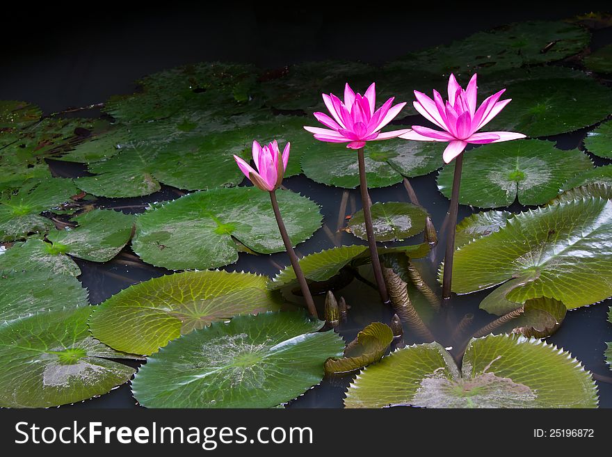 Beautiful pink lotus flower that grows on a lotus leaf in water a lot. Beautiful pink lotus flower that grows on a lotus leaf in water a lot.
