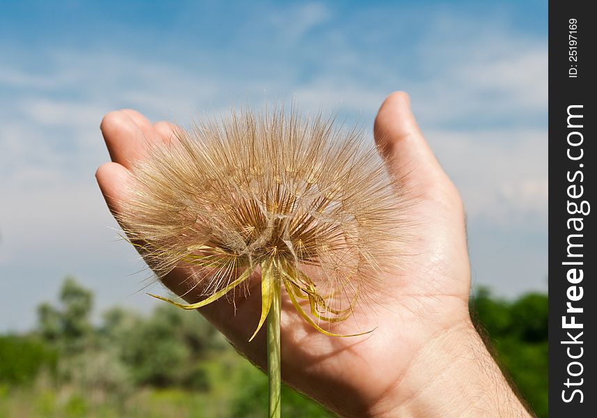 Dandelion On A Masculine Palm