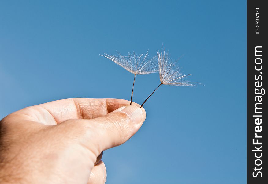 Umbrellas of dandelion in a masculine hand on a background blue sky