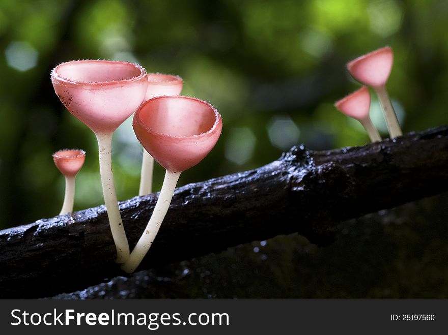 A group of red cup-like shaped mushrooms growing out of the timber (Cookeina suleipes (Berk.) Saee.). A group of red cup-like shaped mushrooms growing out of the timber (Cookeina suleipes (Berk.) Saee.)