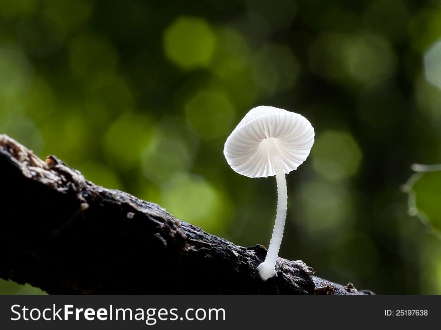 A single white mushroom growing out of the timber. A single white mushroom growing out of the timber
