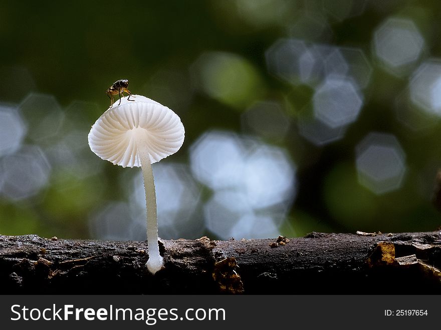 A single white mushroom growing out of the timber. A single white mushroom growing out of the timber