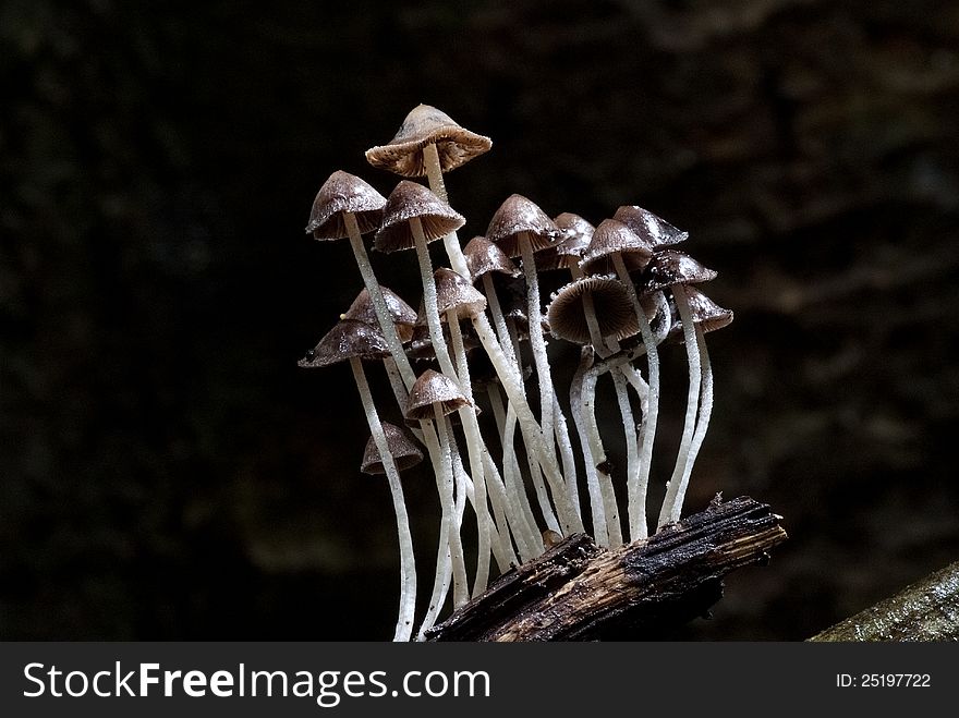 A group of mushrooms growing out of the timber. A group of mushrooms growing out of the timber