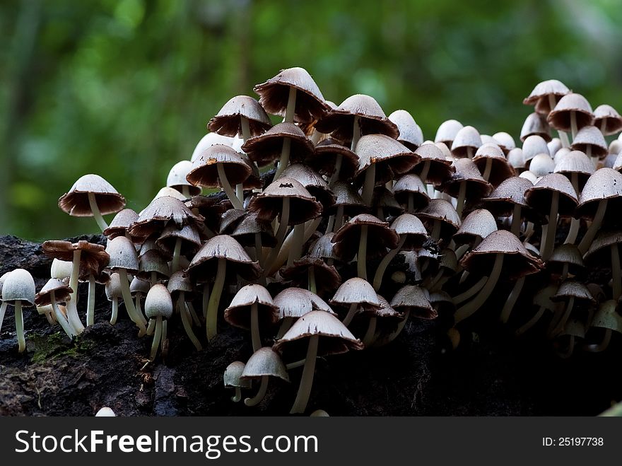 A group of mushrooms growing out of the timber. A group of mushrooms growing out of the timber