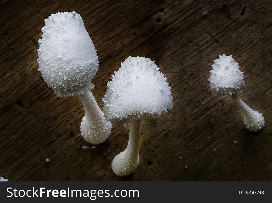 A group of white mushrooms growing out of the timber. A group of white mushrooms growing out of the timber