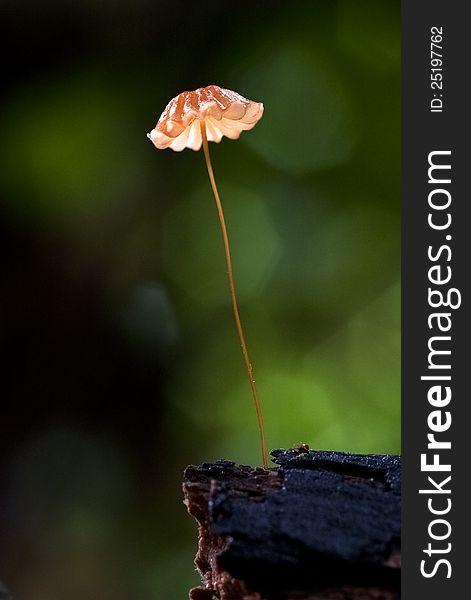 A single red mushroom growing out of the timber. A single red mushroom growing out of the timber