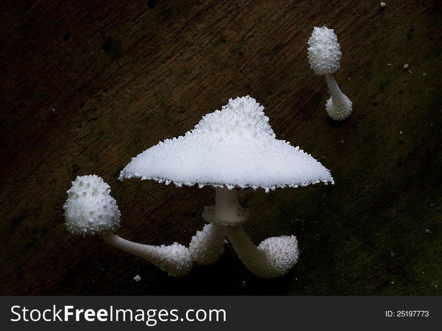 A group of white mushrooms growing out of the timber. A group of white mushrooms growing out of the timber