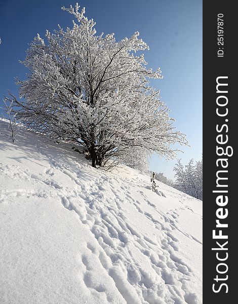 Snow on tree branches in the winter. Snow on tree branches in the winter.