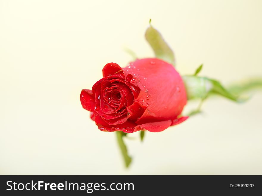 Red rose with few drops of water isolated over white background