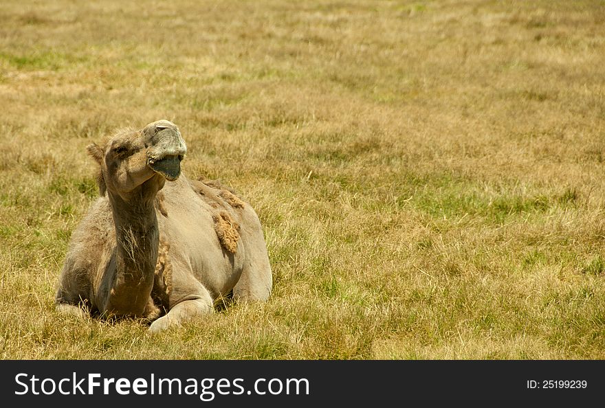 Camel in the grass taking in the sun and looking upwards. Camel in the grass taking in the sun and looking upwards.