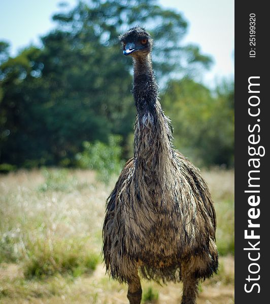Australian Emu standing tall in front of the camera