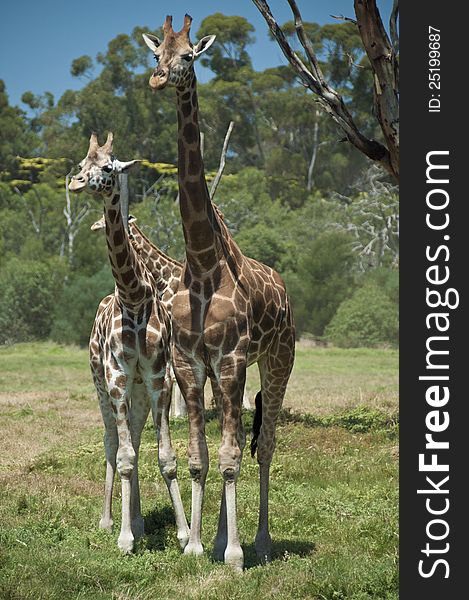 Two Giraffes standing tall and looking out over the surrounding fields and scrub-land. Two Giraffes standing tall and looking out over the surrounding fields and scrub-land