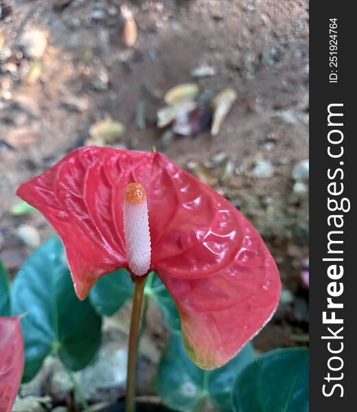 flower of Anthuriyam at warakapola sri lanka