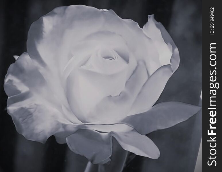 Rosebud in black and white color. Rosebud in black and white color.