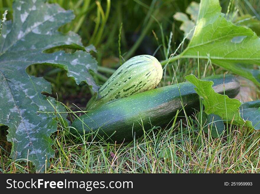 Zucchini Grown In A Private Garden Ready For Your Table, Agriculture, Hobby