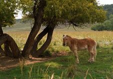 Pony By The Tree Stock Image