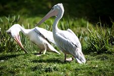Pink Backed Pelicans Stock Photo Pink Backed Pelicans Stock Photo