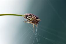 Spider And Spider Web Royalty Free Stock Photos