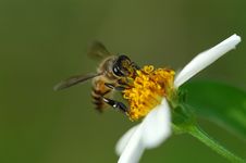 Tiny Bee And Flowers Royalty Free Stock Photo Tiny Bee And Flowers Royalty Free Stock Photo